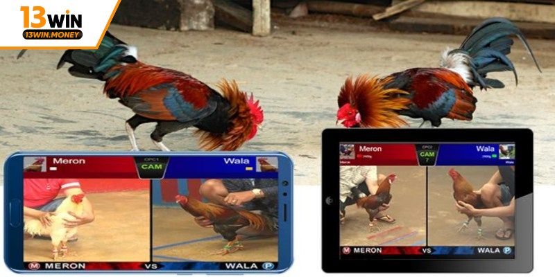 Chất lượng siêu tốt của trang trực tiếp đá gà 13win