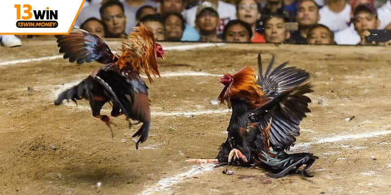 đá gà online uy tín