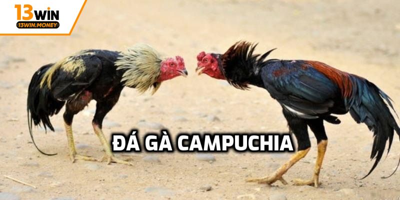 Giới thiệu bộ môn đá gà trực tiếp tại Campuchia