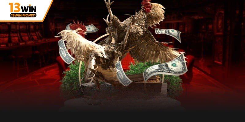 Giới thiệu về hoạt động giải trí đá gà online