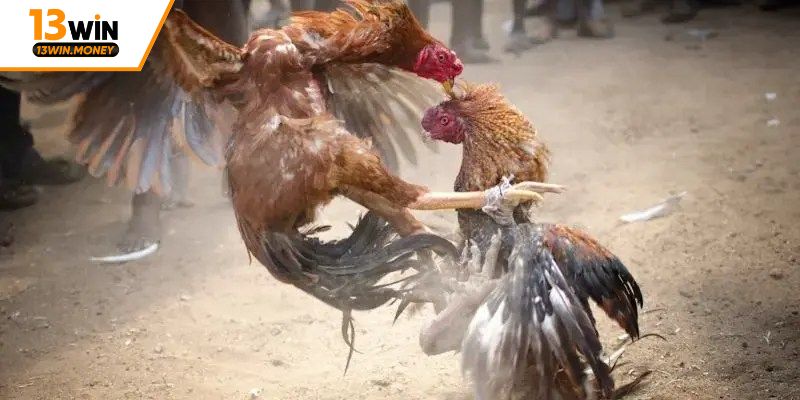 Hướng dẫn cách tham gia cược đá gà online uy tín