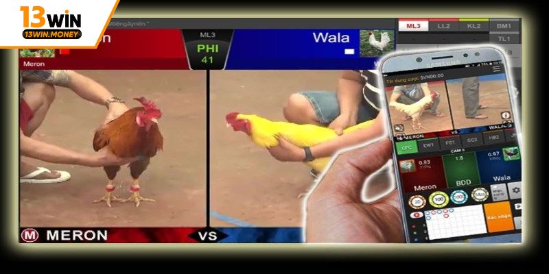 Kinh nghiệm bắt kèo đá gà trực tiếp 13win thắng lớn