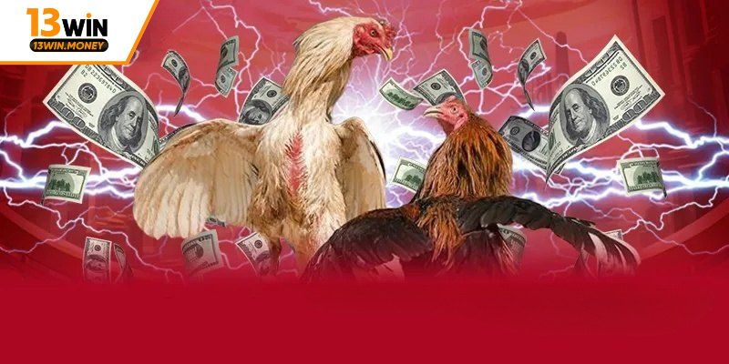 Những ưu điểm của cá cược đá gà ăn tiền thật